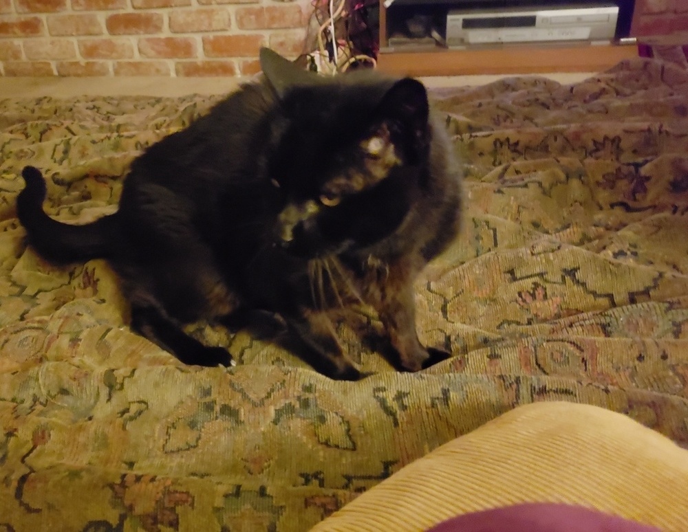 Meet your Posher, Diane